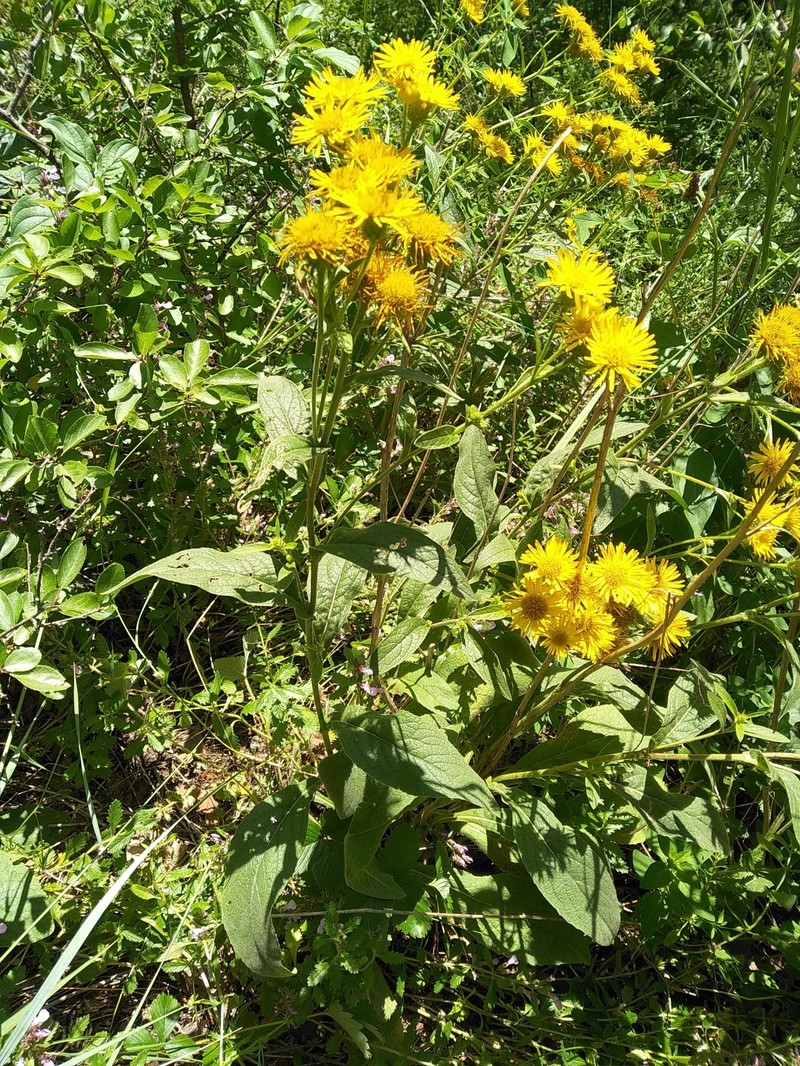 Pentanema × suaveolens