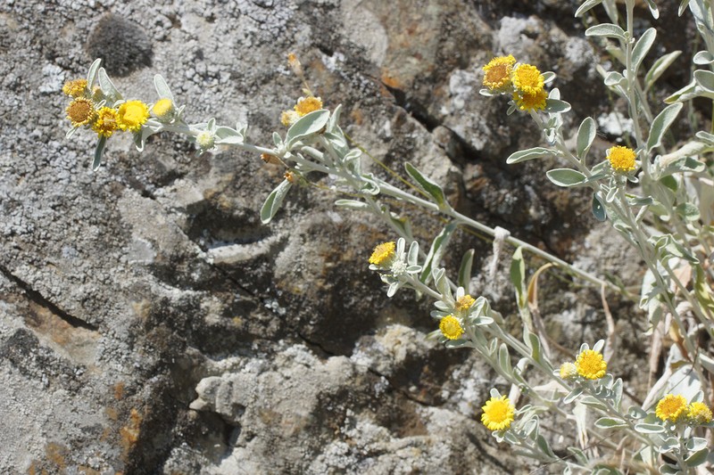 Pentanema aschersonianum