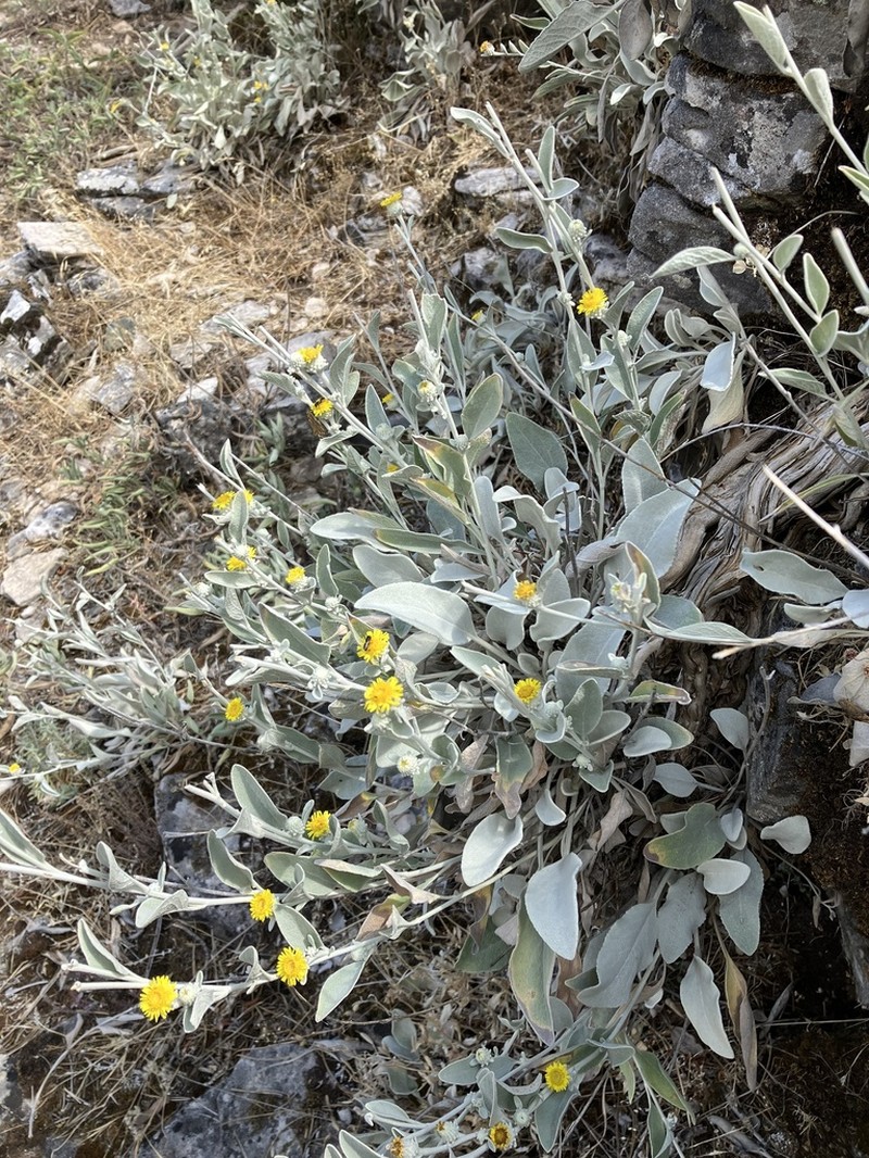 Pentanema aschersonianum photo 2