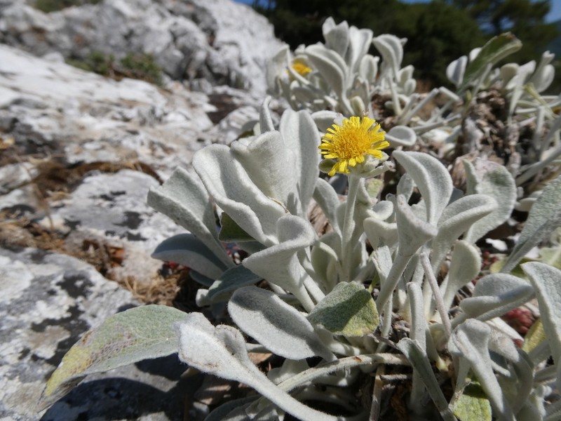 Pentanema aschersonianum photo 3