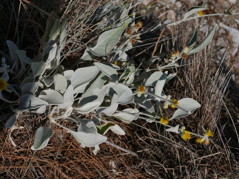Pentanema aschersonianum photo 4