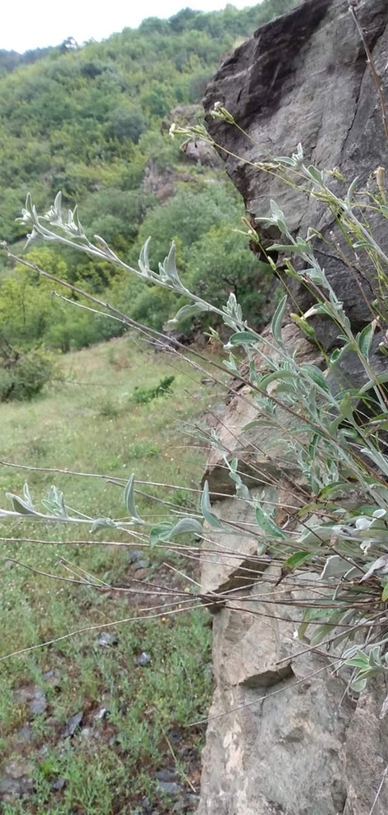 Pentanema aschersonianum photo 5