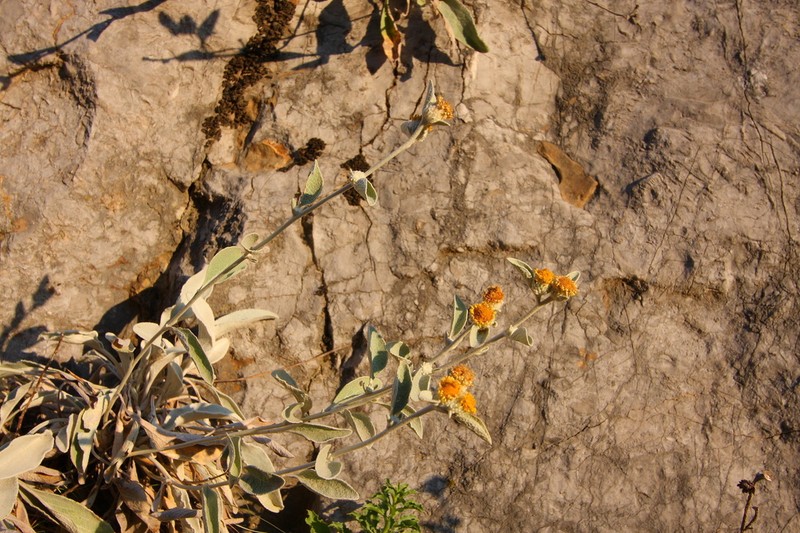 Pentanema aschersonianum photo 6