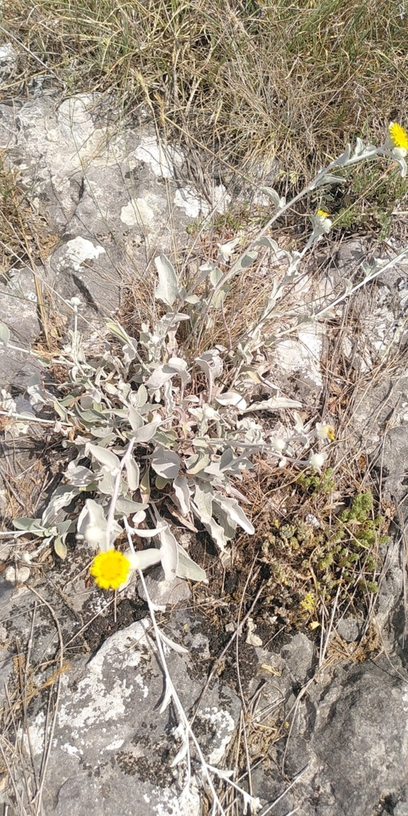 Pentanema aschersonianum photo 7