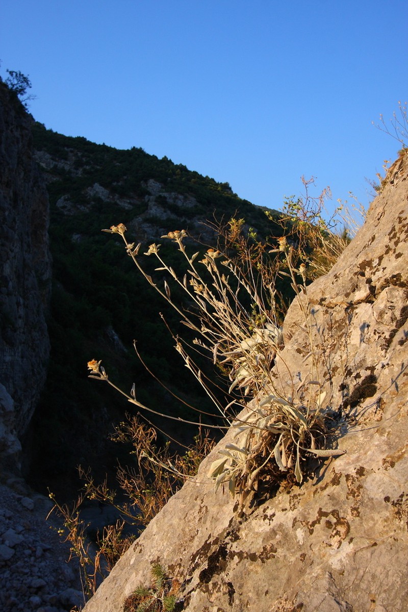 Pentanema aschersonianum photo 8