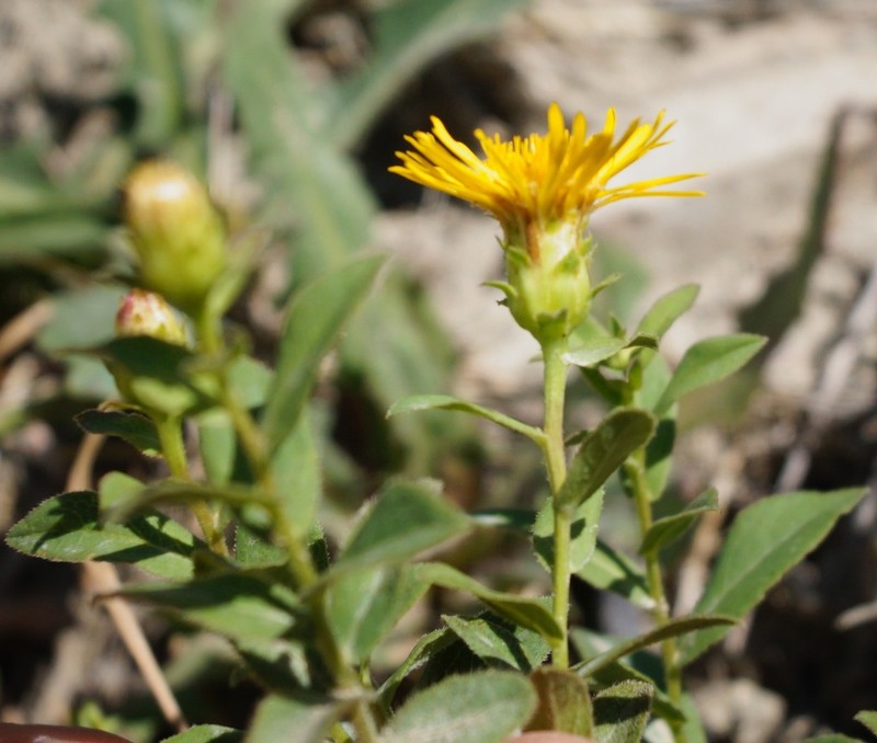 Pentanema asperum photo 2