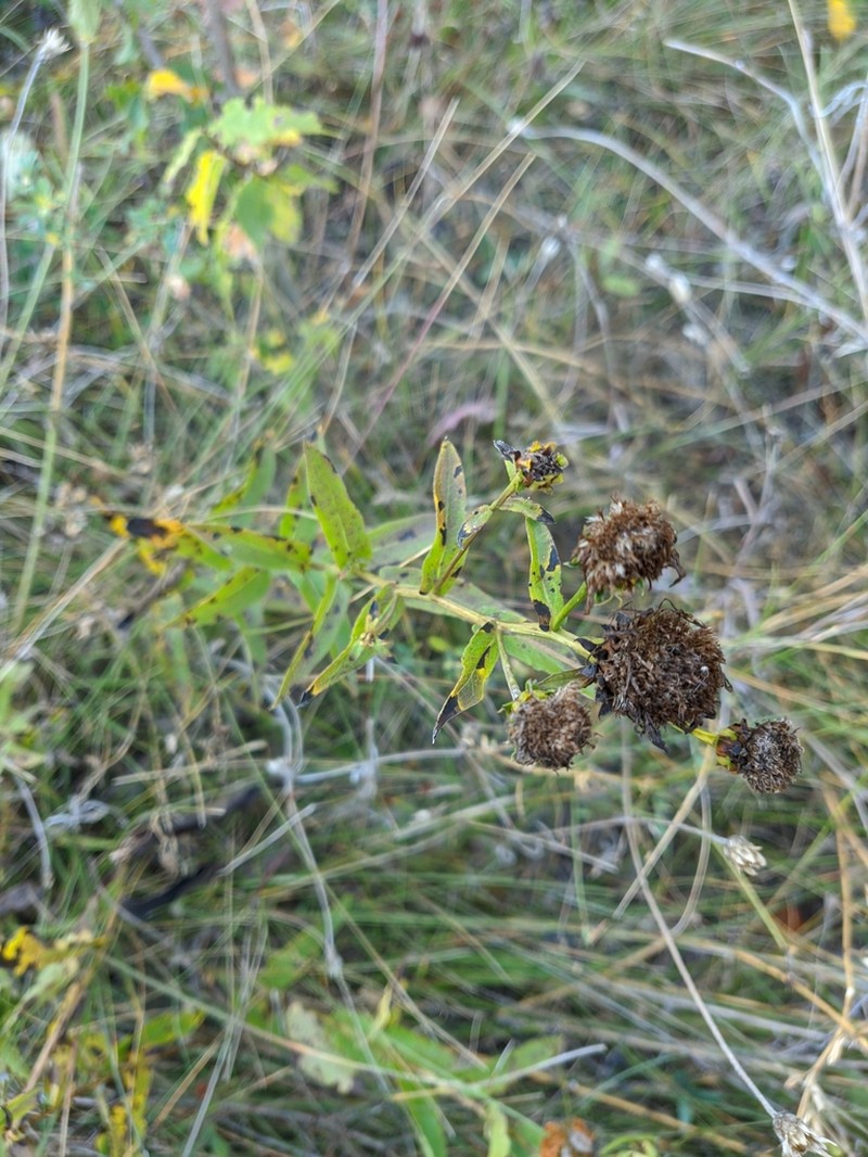 Pentanema asperum photo 3
