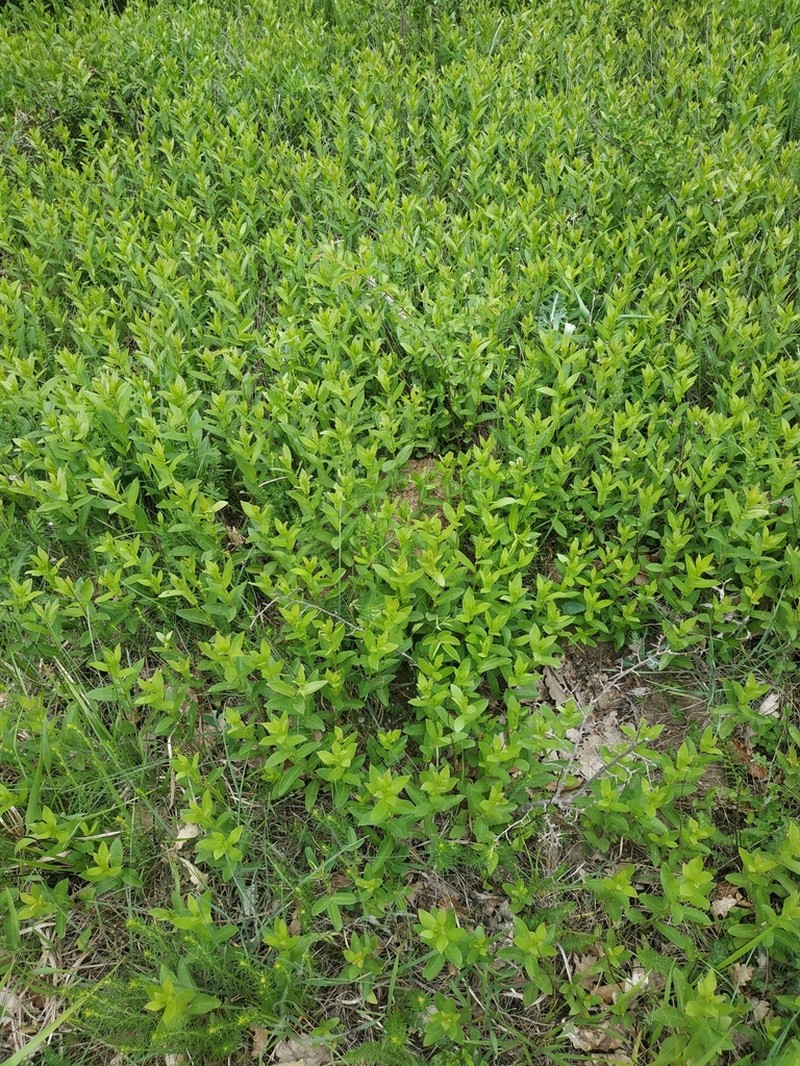 Pentanema asperum photo 4
