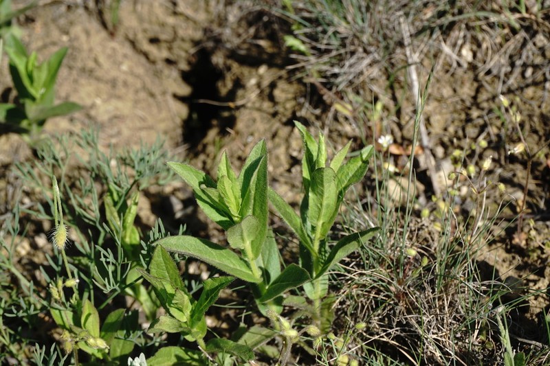 Pentanema asperum photo 5