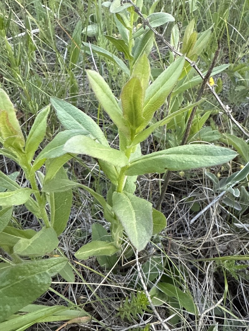 Pentanema asperum photo 6