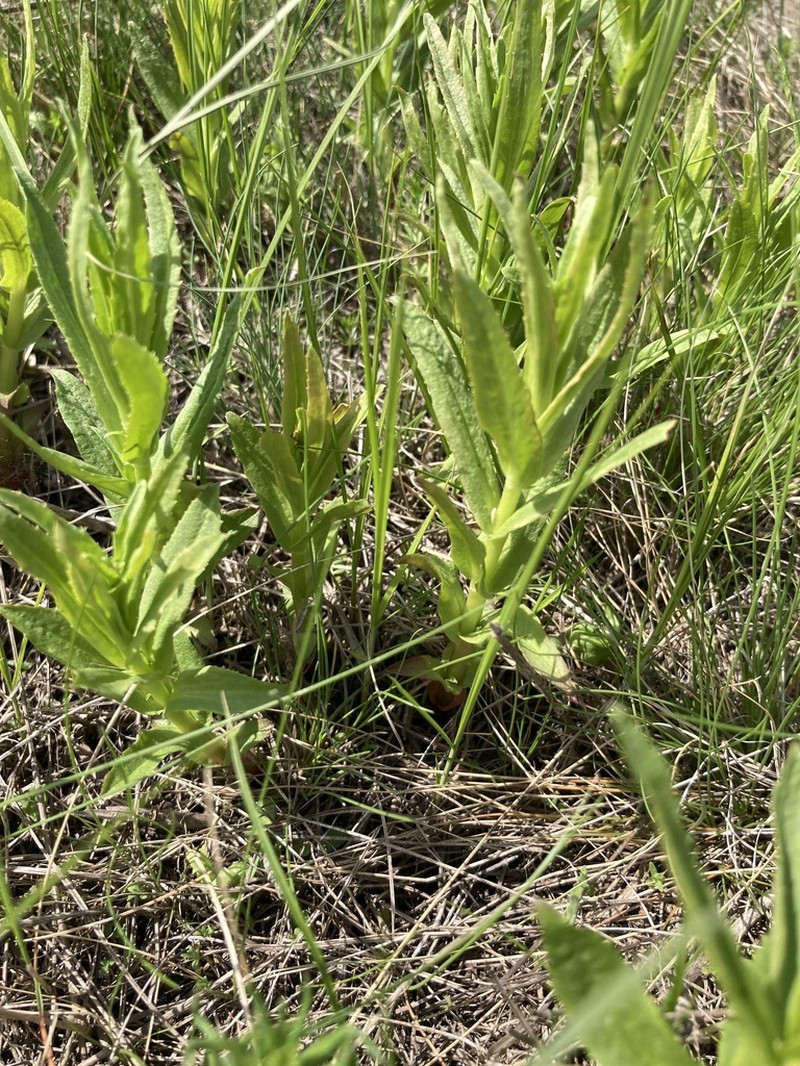 Pentanema asperum photo 7