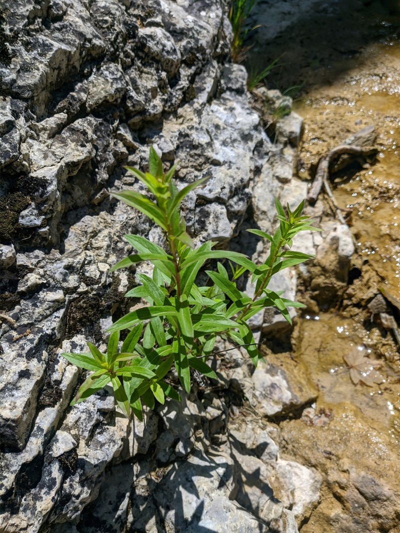 Pentanema asperum photo 8