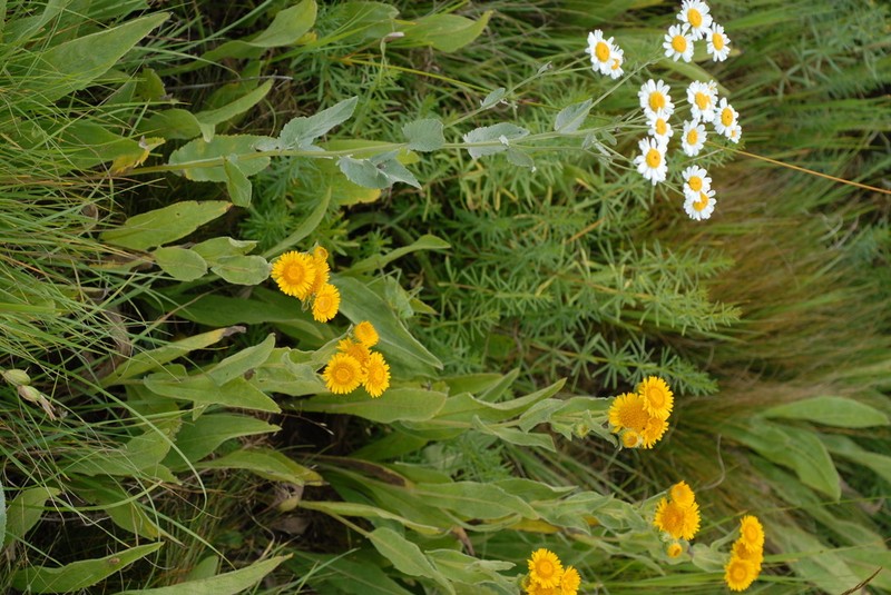 Pentanema auriculatum