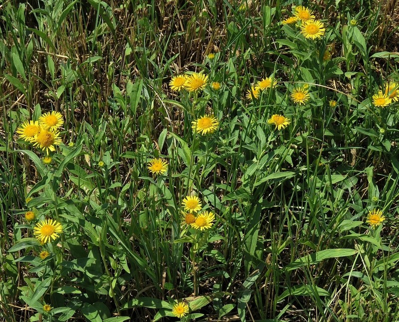 Pentanema auriculatum photo 2