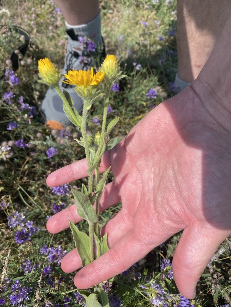 Pentanema auriculatum photo 3