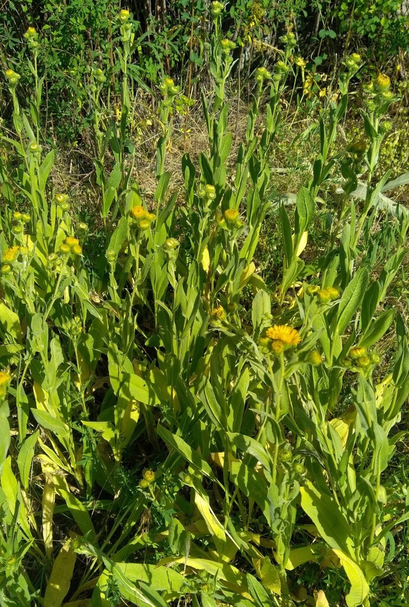 Pentanema auriculatum photo 4