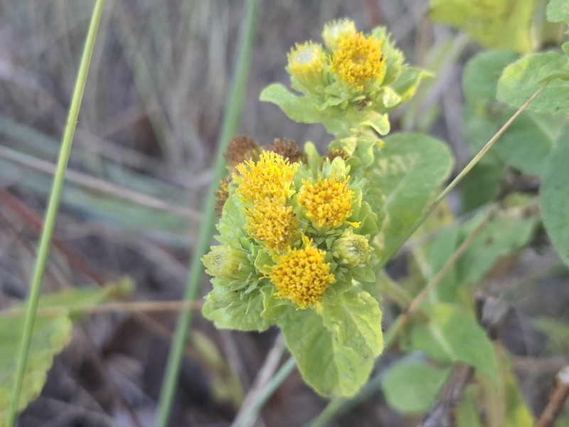 Pentanema bifrons