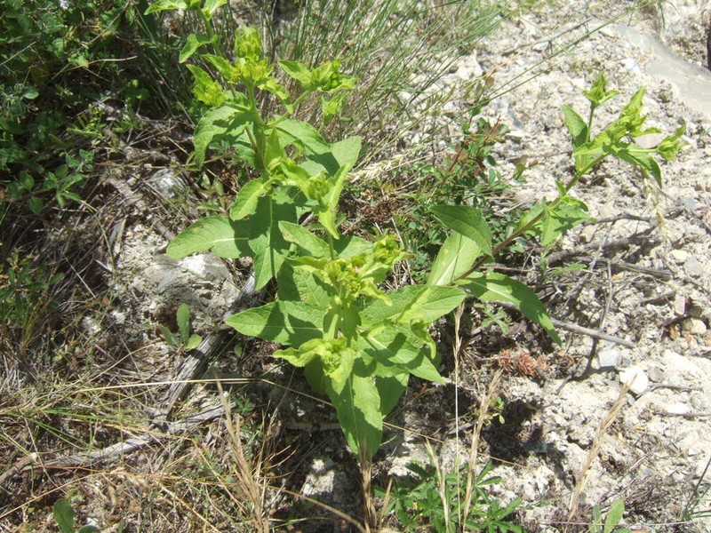 Pentanema bifrons photo 2