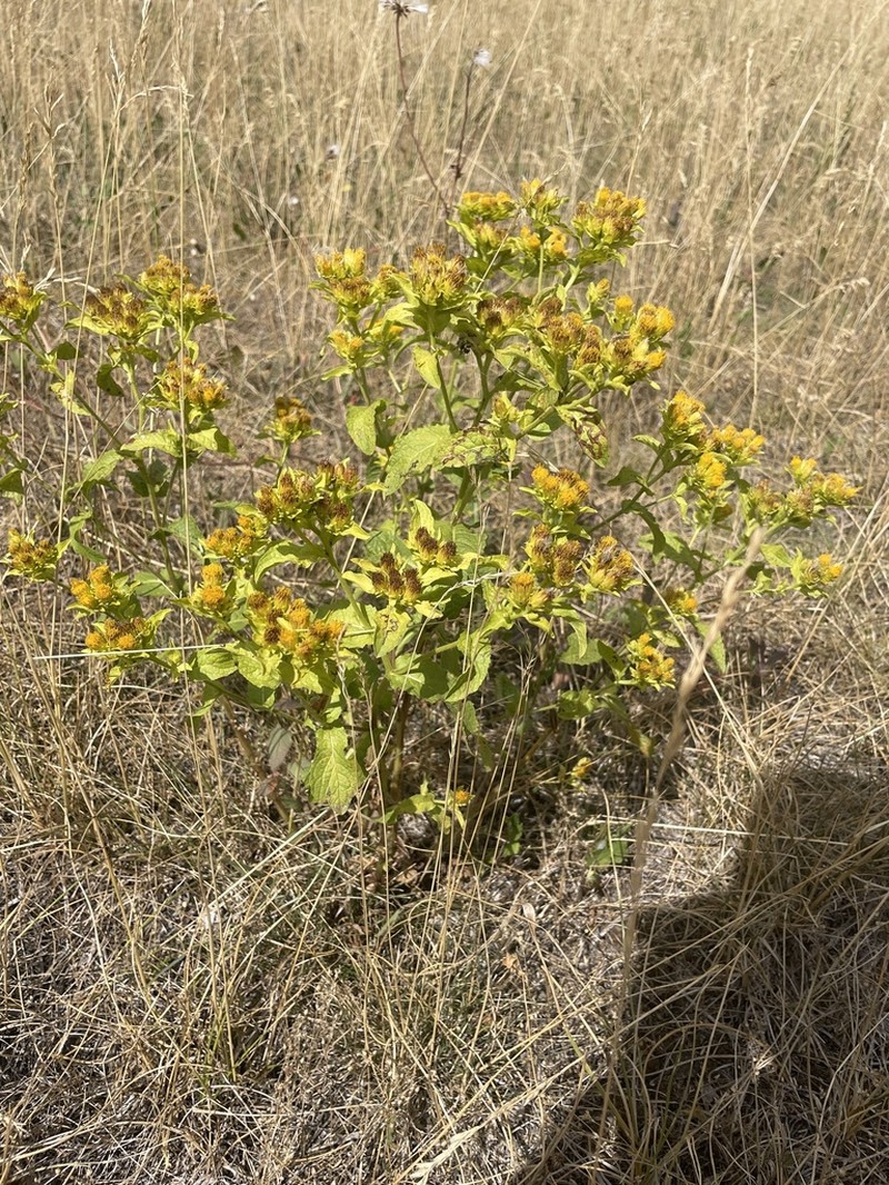 Pentanema bifrons photo 3
