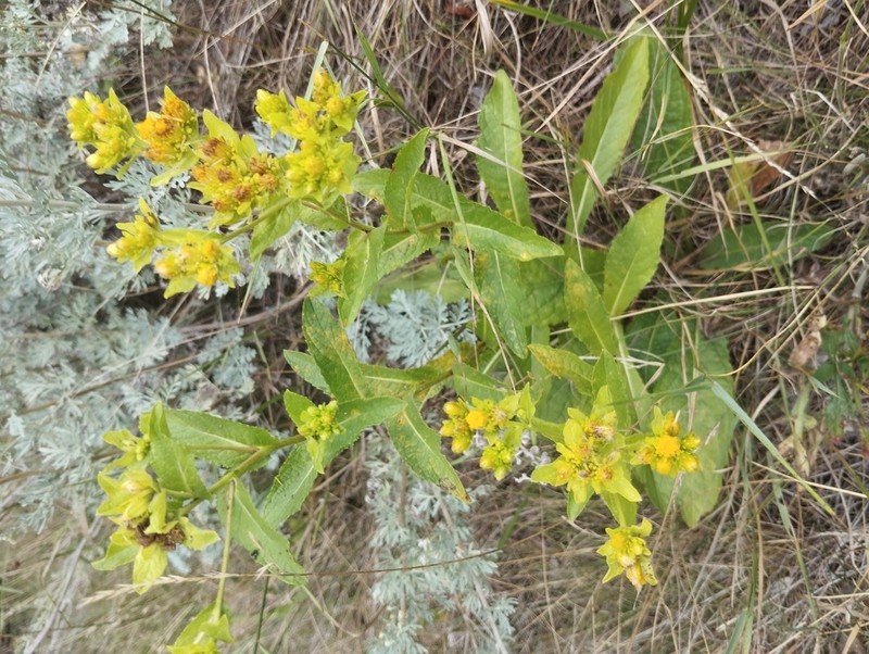 Pentanema bifrons photo 4
