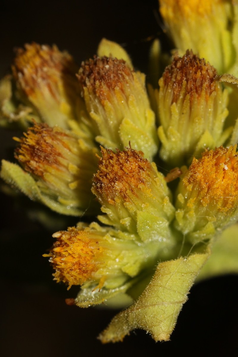 Pentanema bifrons photo 5