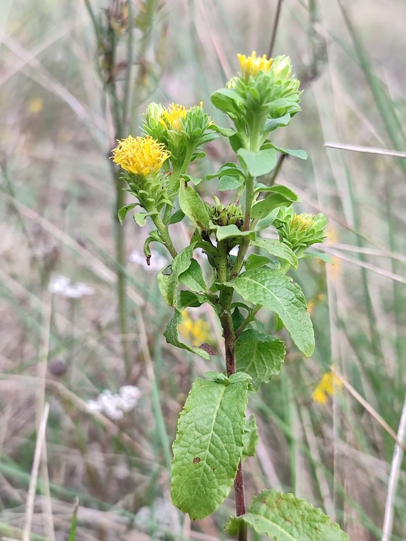 Pentanema bifrons photo 6