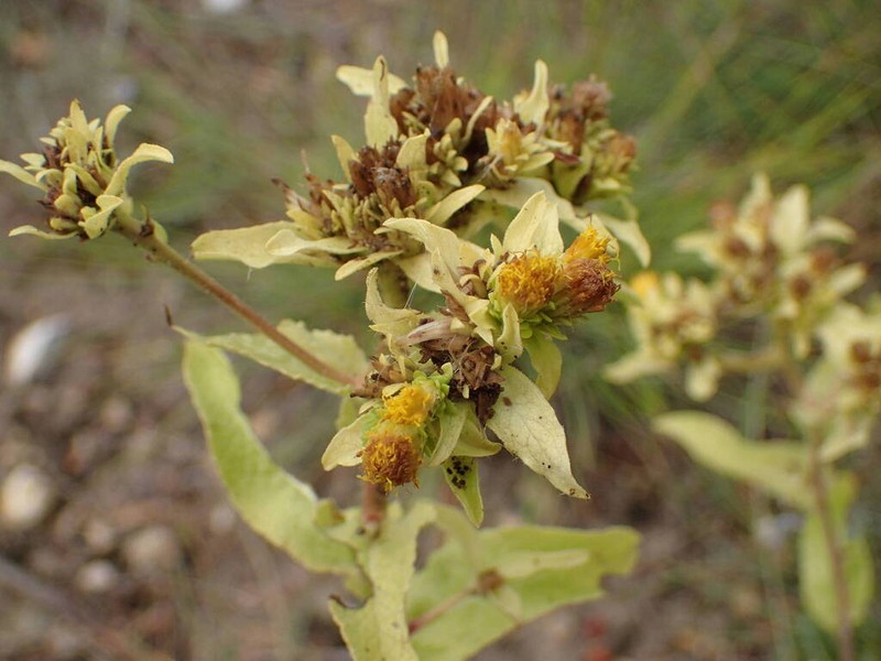 Pentanema bifrons photo 7