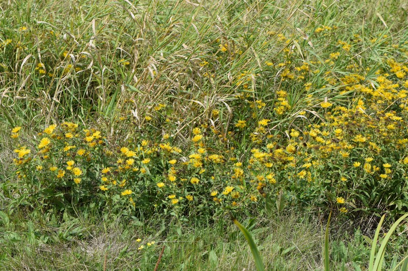 British Yellowhead photo 4