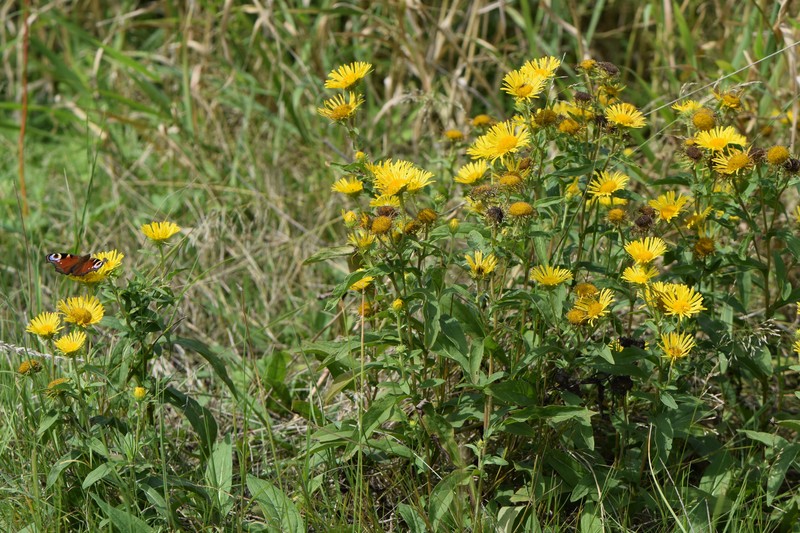 British Yellowhead photo 5
