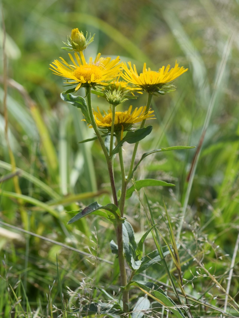 British Yellowhead photo 6