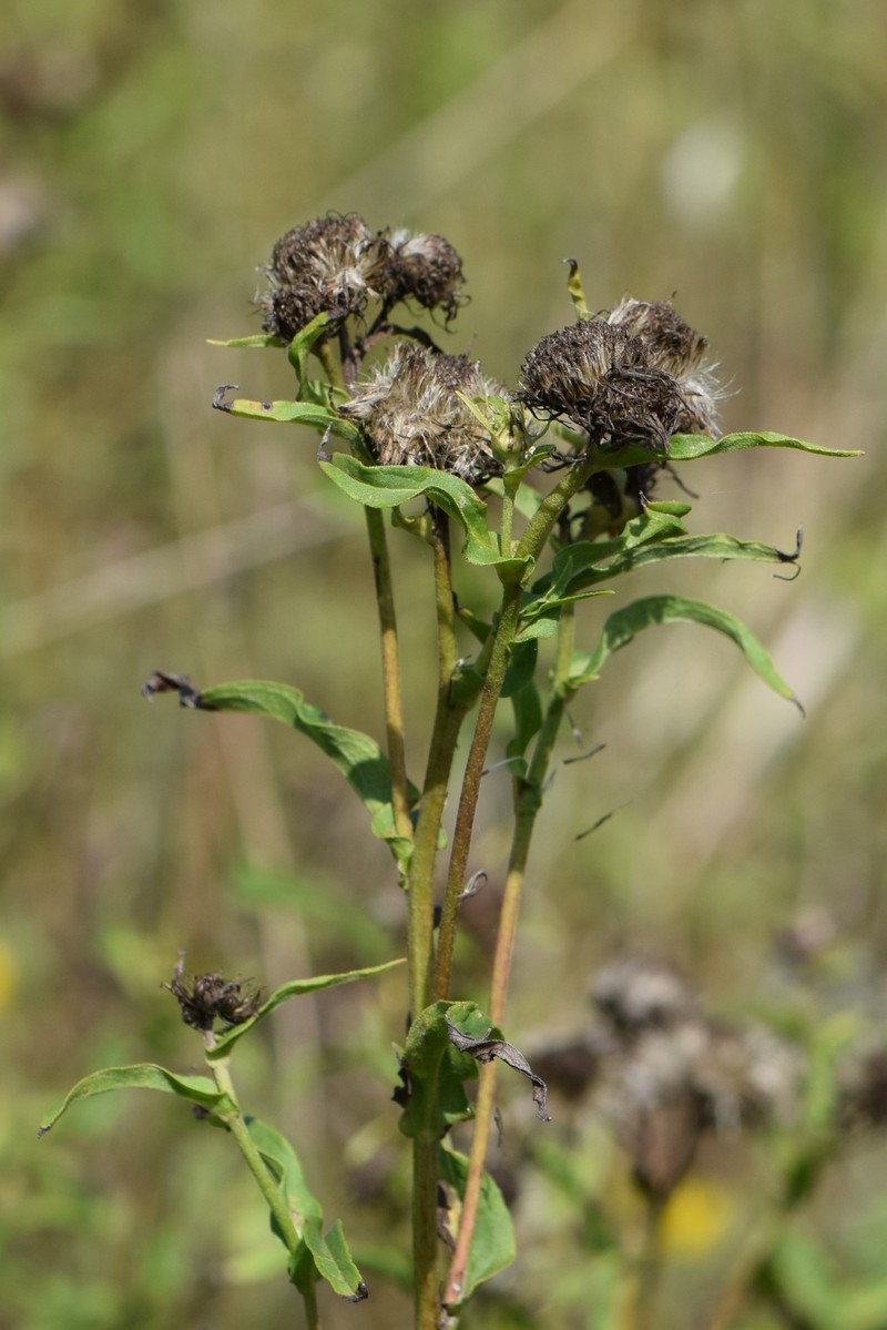 British Yellowhead photo 7