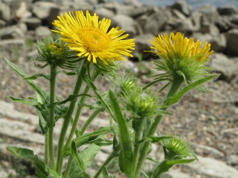British Yellowhead photo 8
