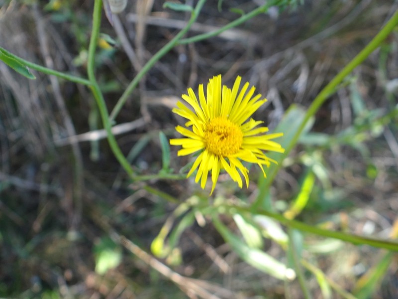 Pentanema caspicum