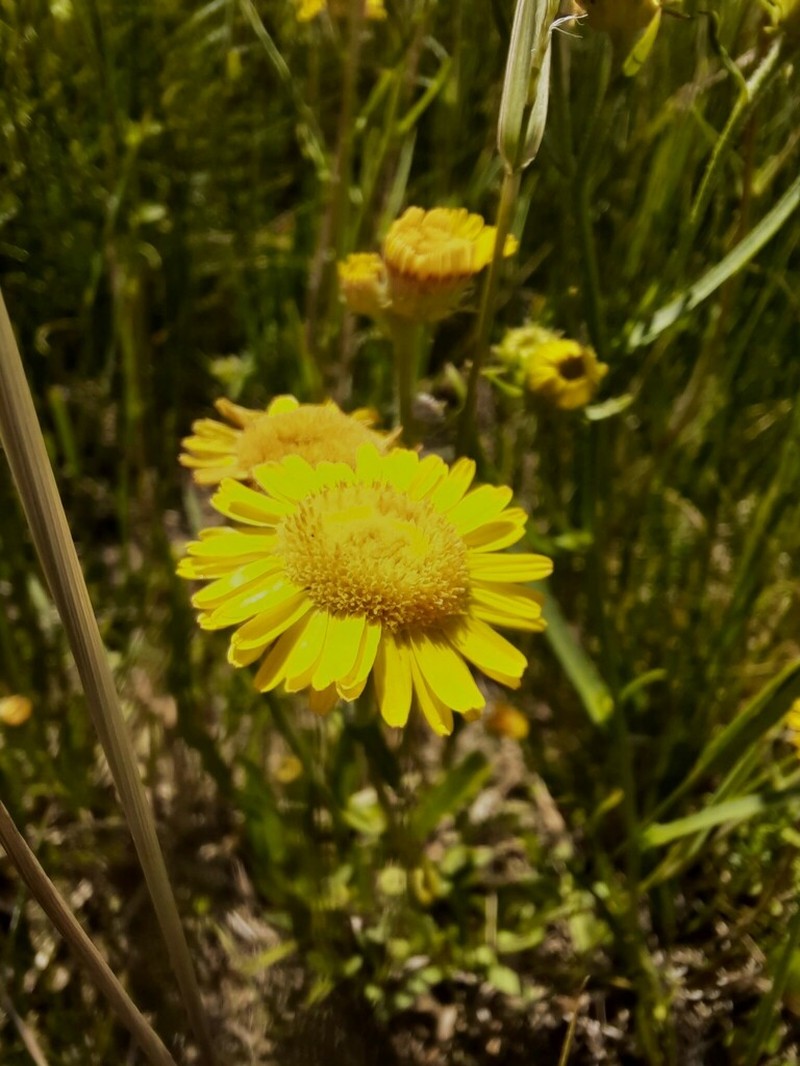 Pentanema caspicum photo 2
