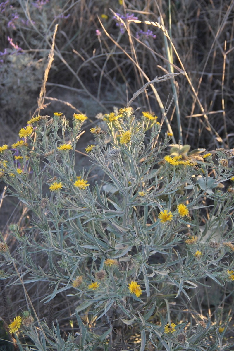 Pentanema caspicum photo 3