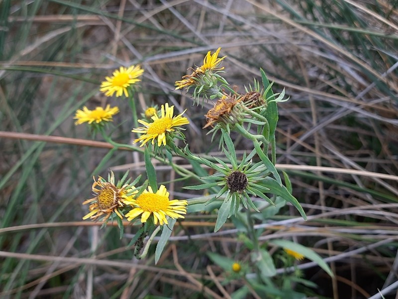 Pentanema caspicum photo 4