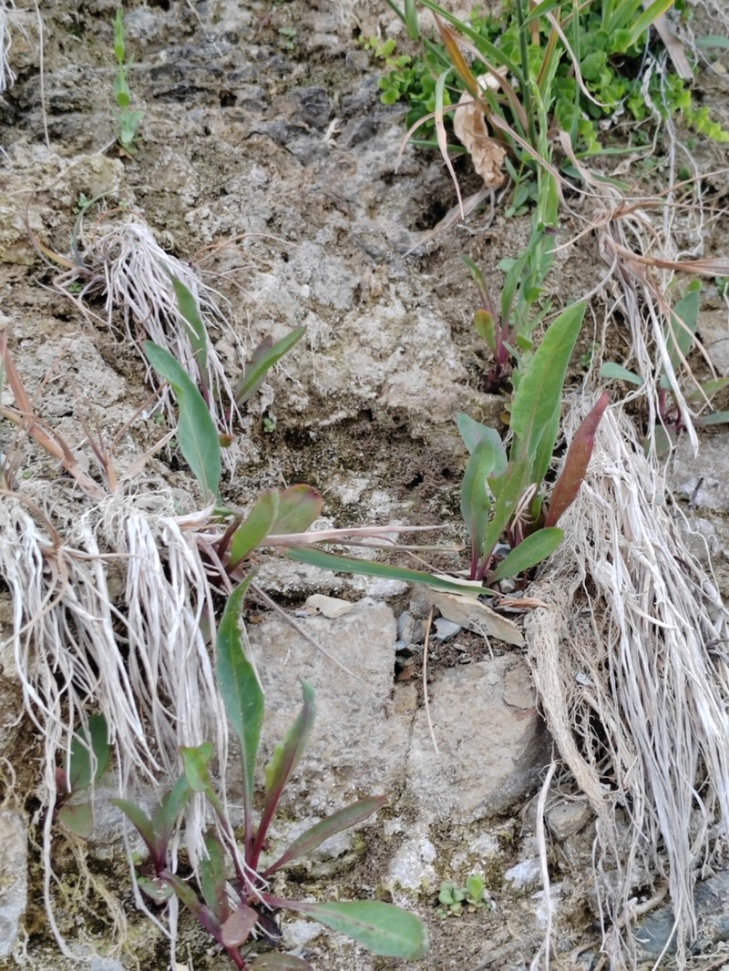 Pentanema caspicum photo 5