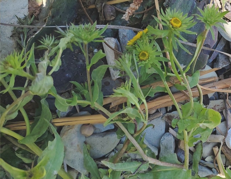 Pentanema caspicum photo 6