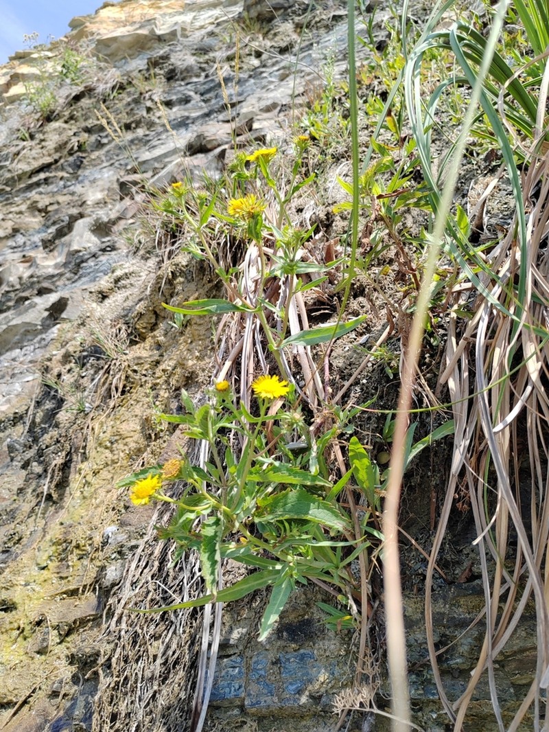 Pentanema caspicum photo 7