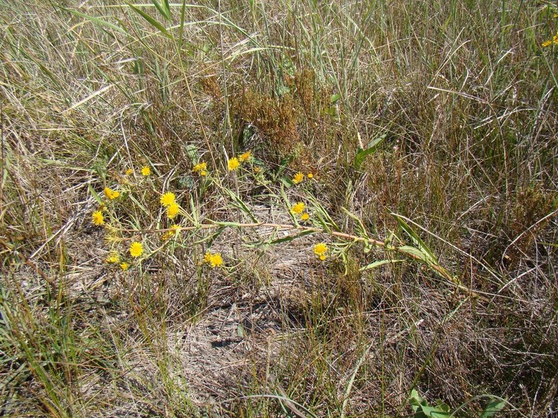Pentanema caspicum photo 8