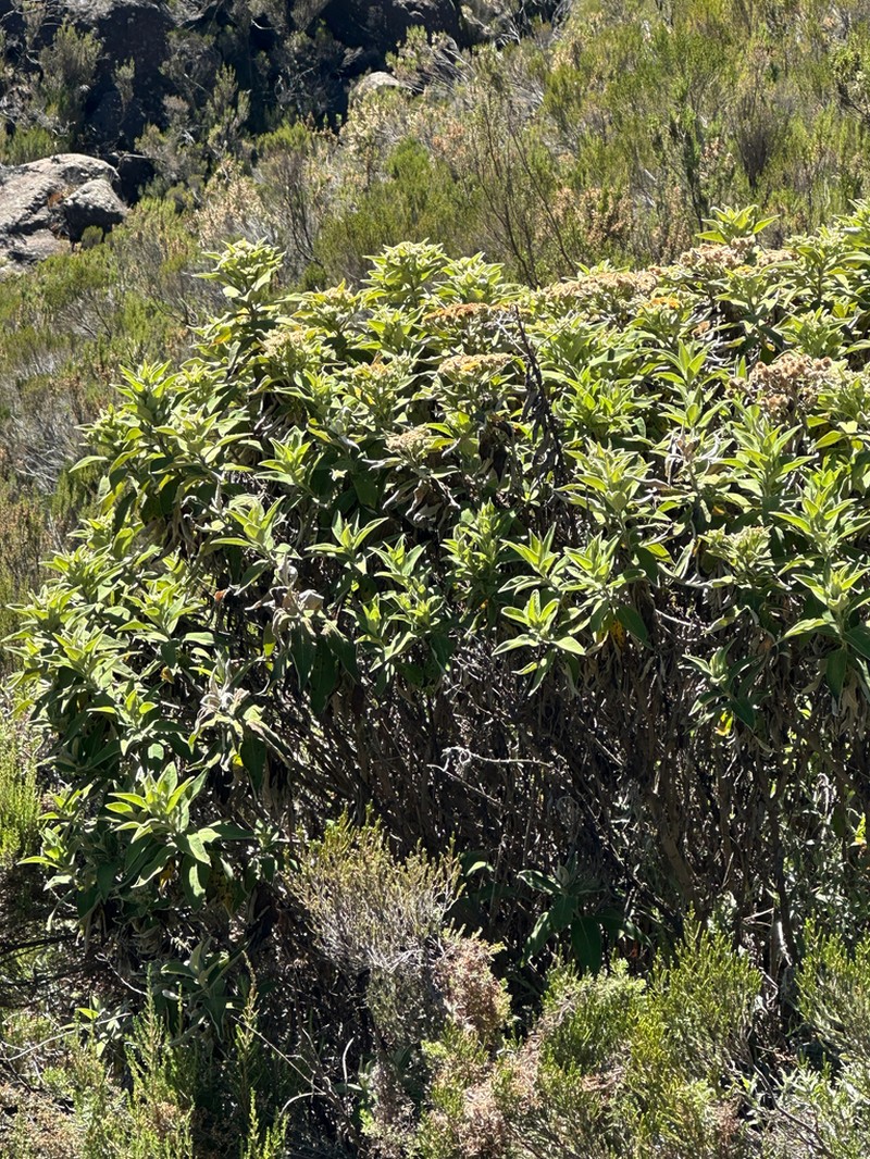 Pentanema confertiflorum