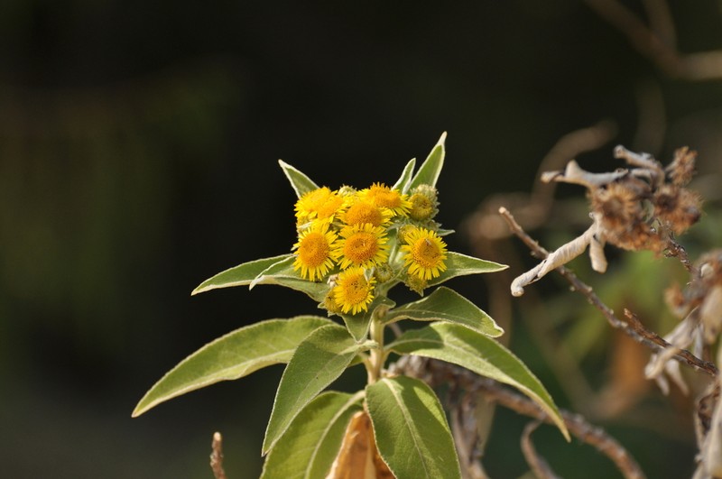 Pentanema confertiflorum photo 2