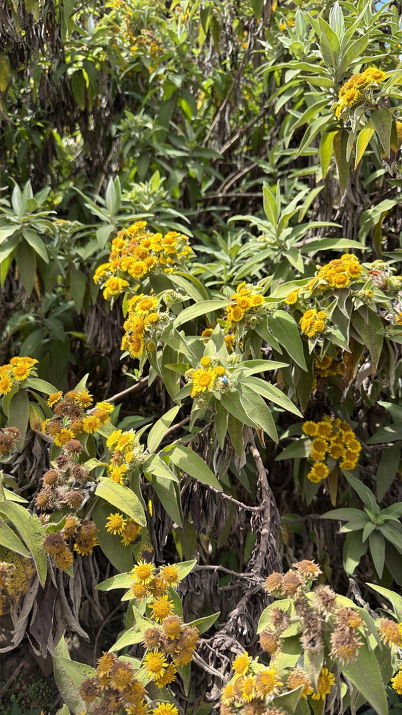 Pentanema confertiflorum photo 3