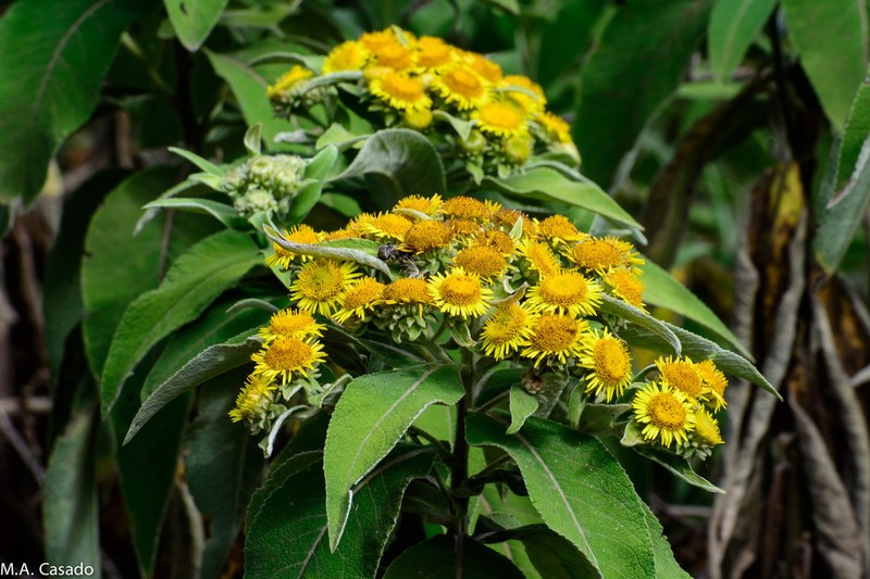 Pentanema confertiflorum photo 4