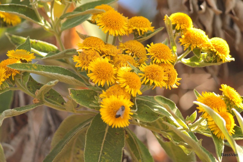 Pentanema confertiflorum photo 5