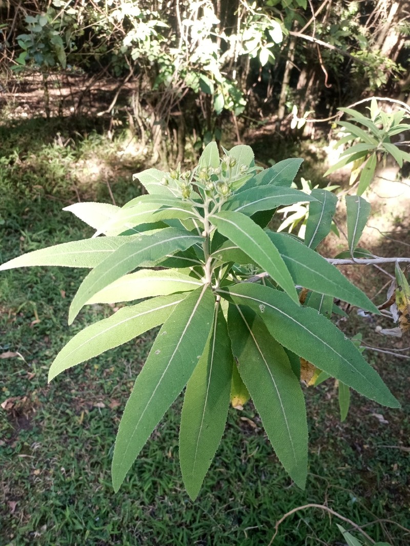 Pentanema confertiflorum photo 6
