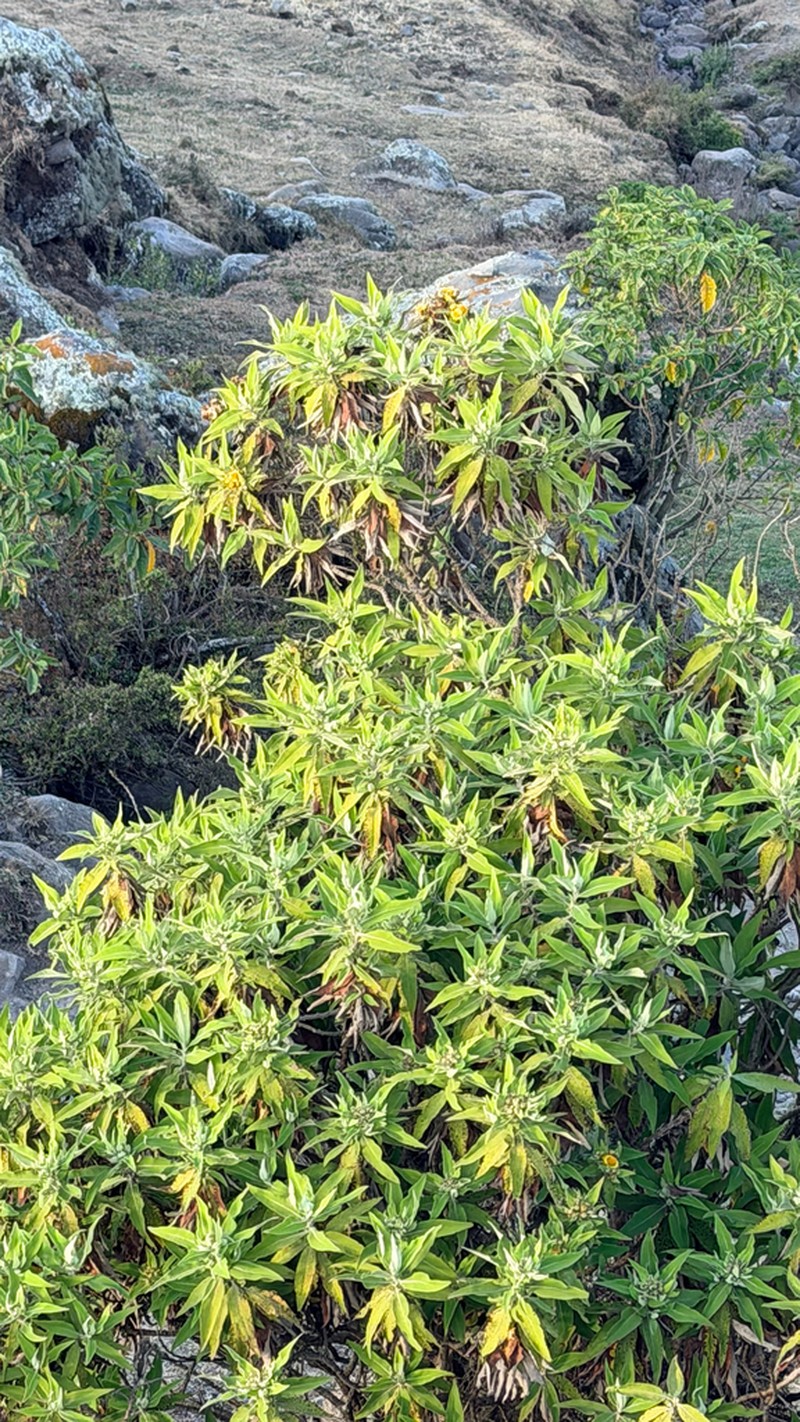 Pentanema confertiflorum photo 7