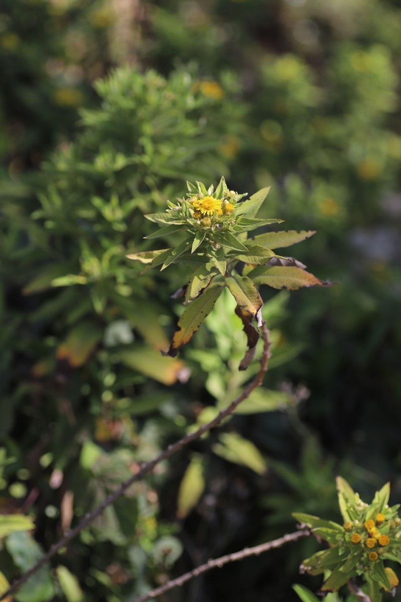 Pentanema confertiflorum photo 8