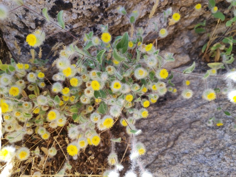 Pentanema divaricatum
