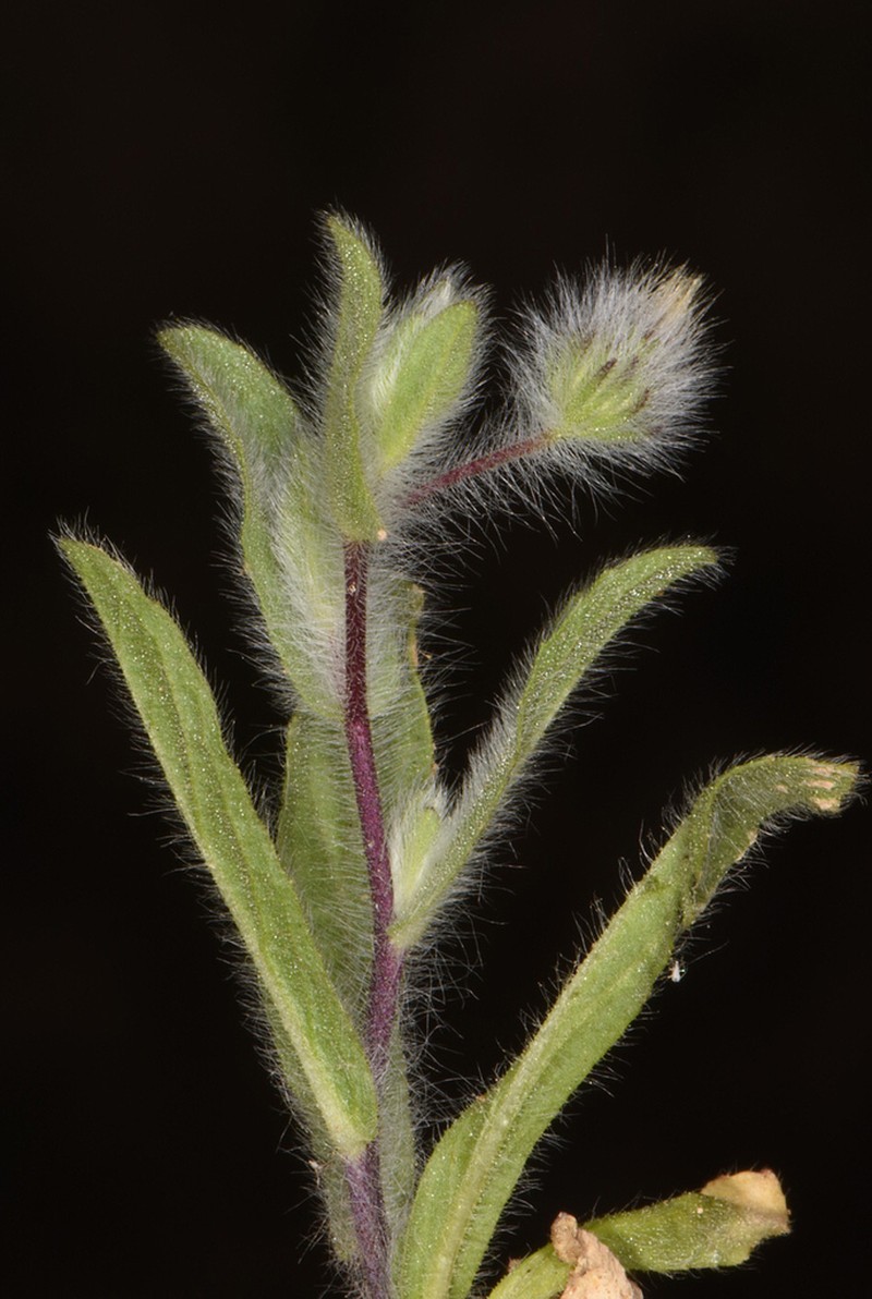 Pentanema divaricatum photo 2